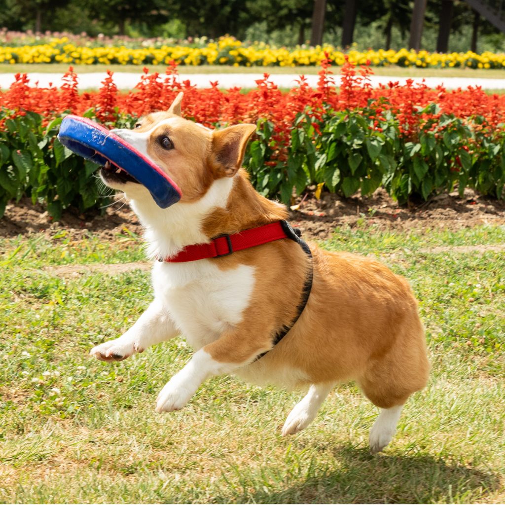公園で元気に走る犬の姿を撮影したペットフォト
