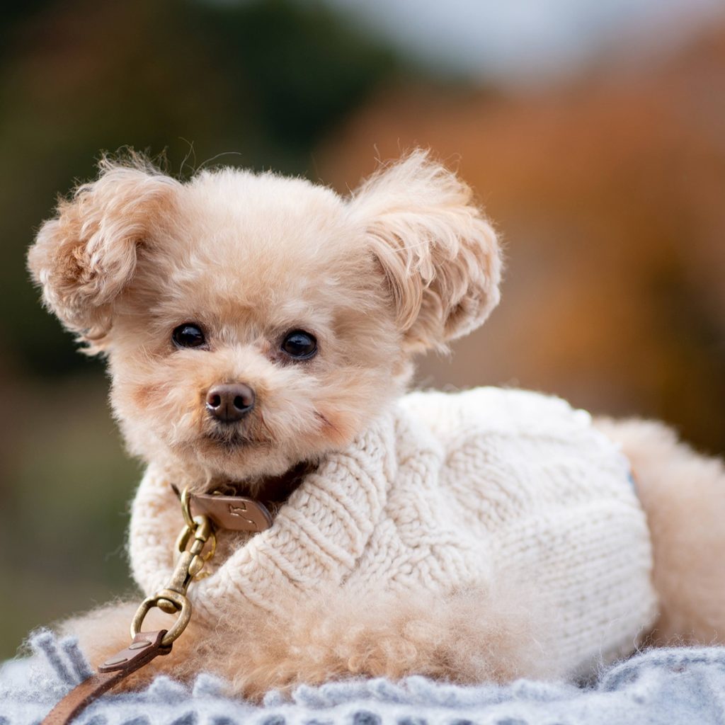 ニットを着た小型犬の自然な表情を撮影したペット写真