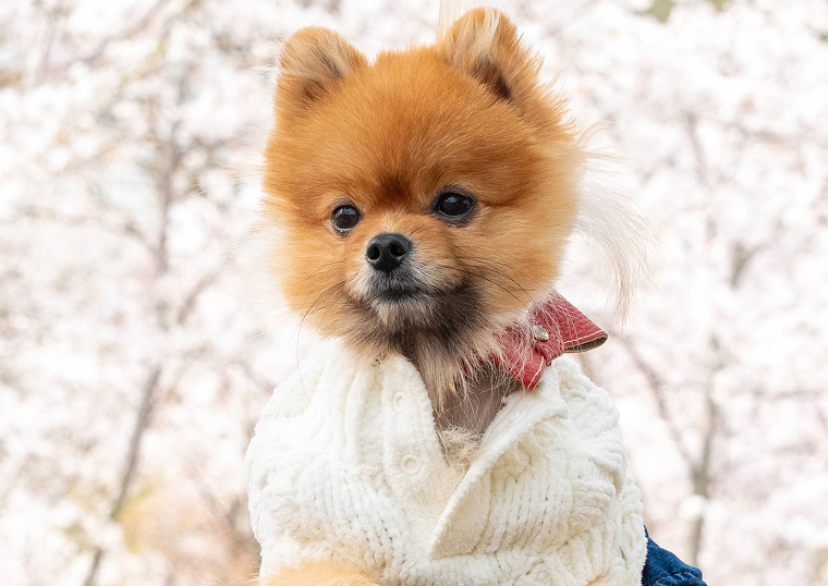 ペット撮影プランはこちらをクリック