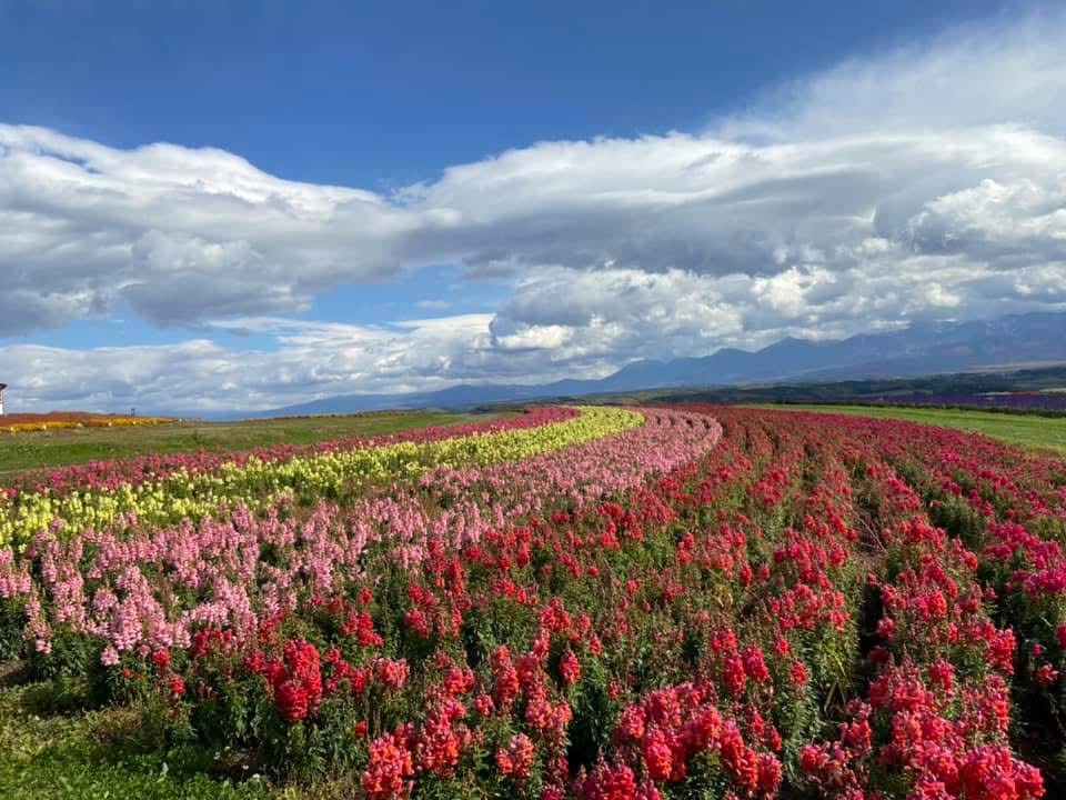 フラワーランドかみふらのの広大な花畑