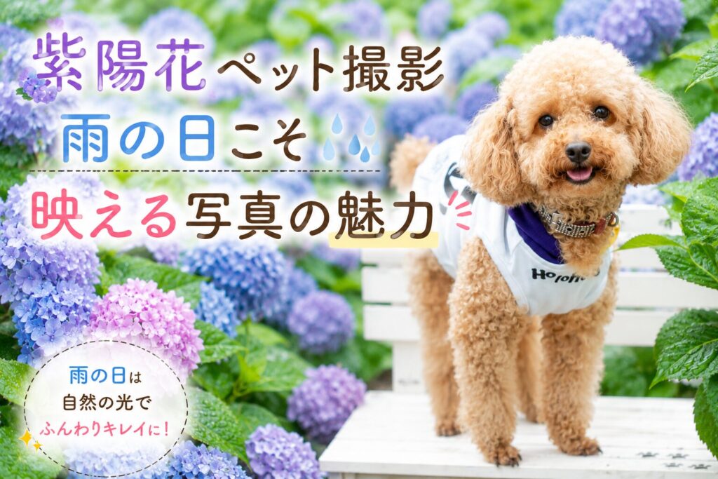ペット撮影