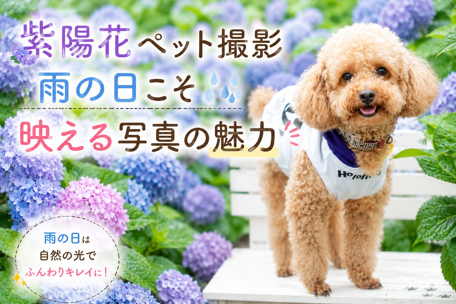 ペット撮影