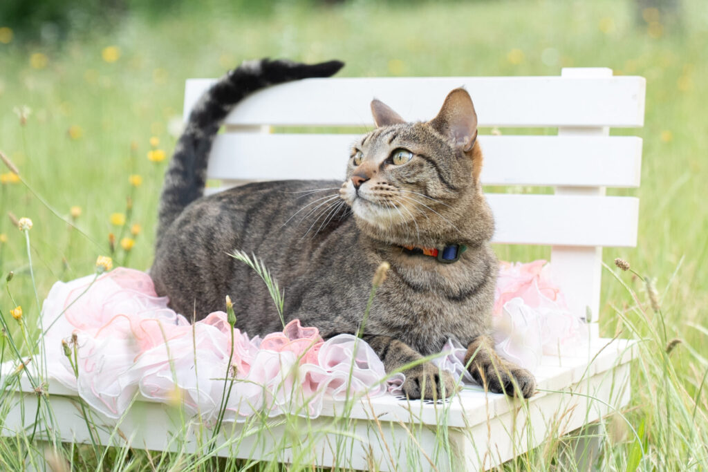 猫 撮影