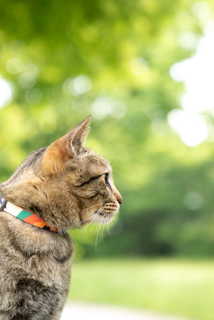 猫 撮影