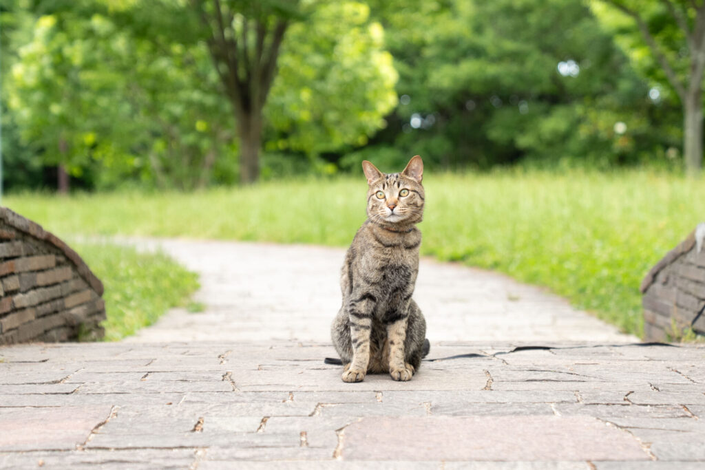 猫 お座り