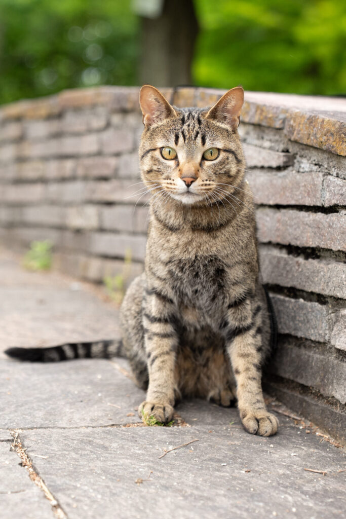 猫 撮影