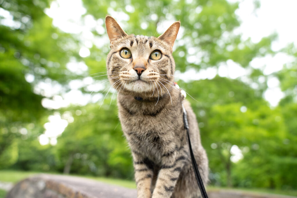 猫 撮影