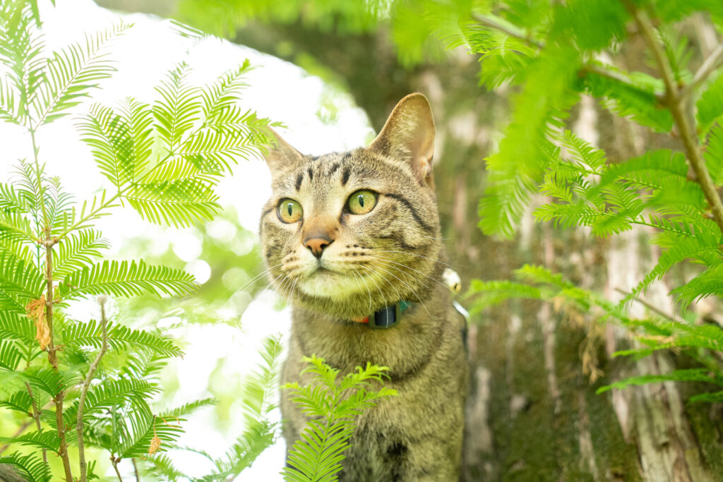 山田池 猫 撮影