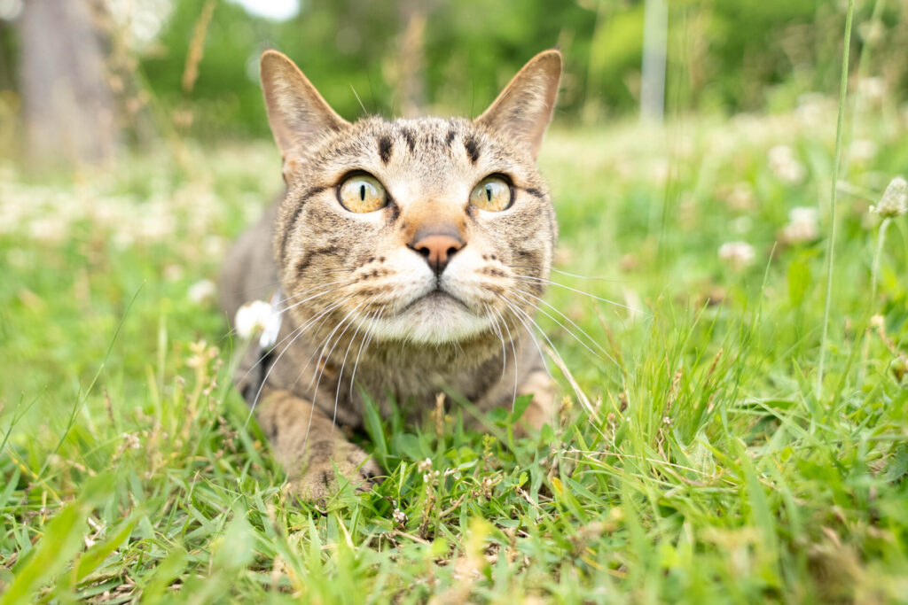 猫 撮影