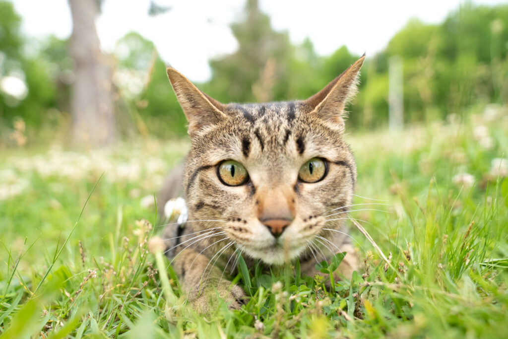 猫 撮影