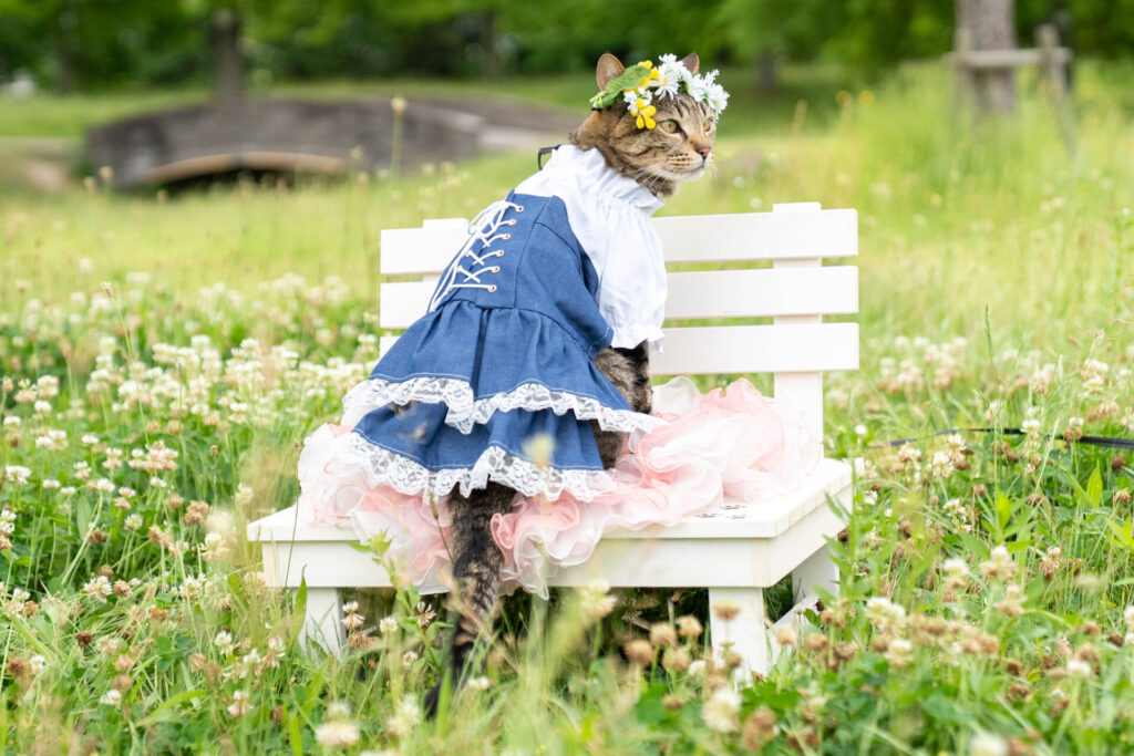 猫 撮影