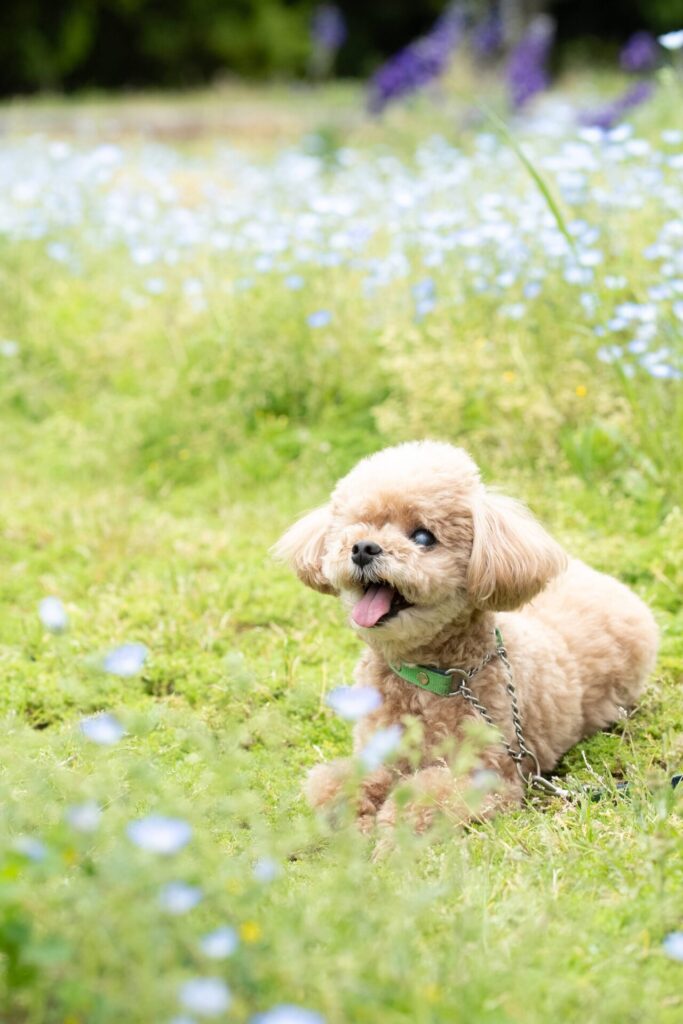 犬 撮影
