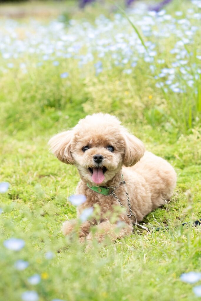 犬 撮影