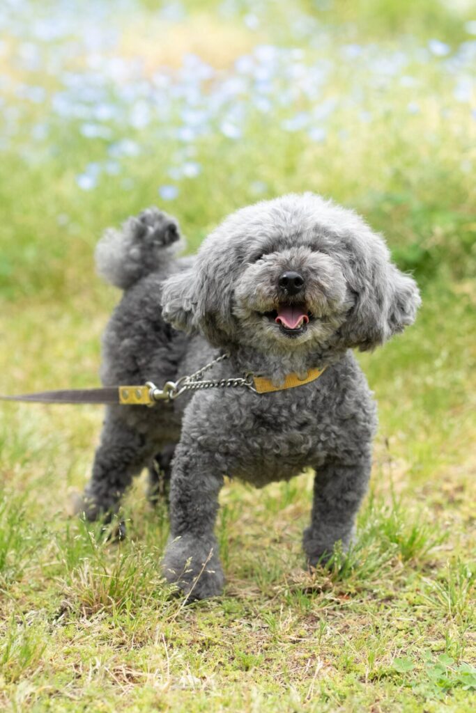 犬 撮影