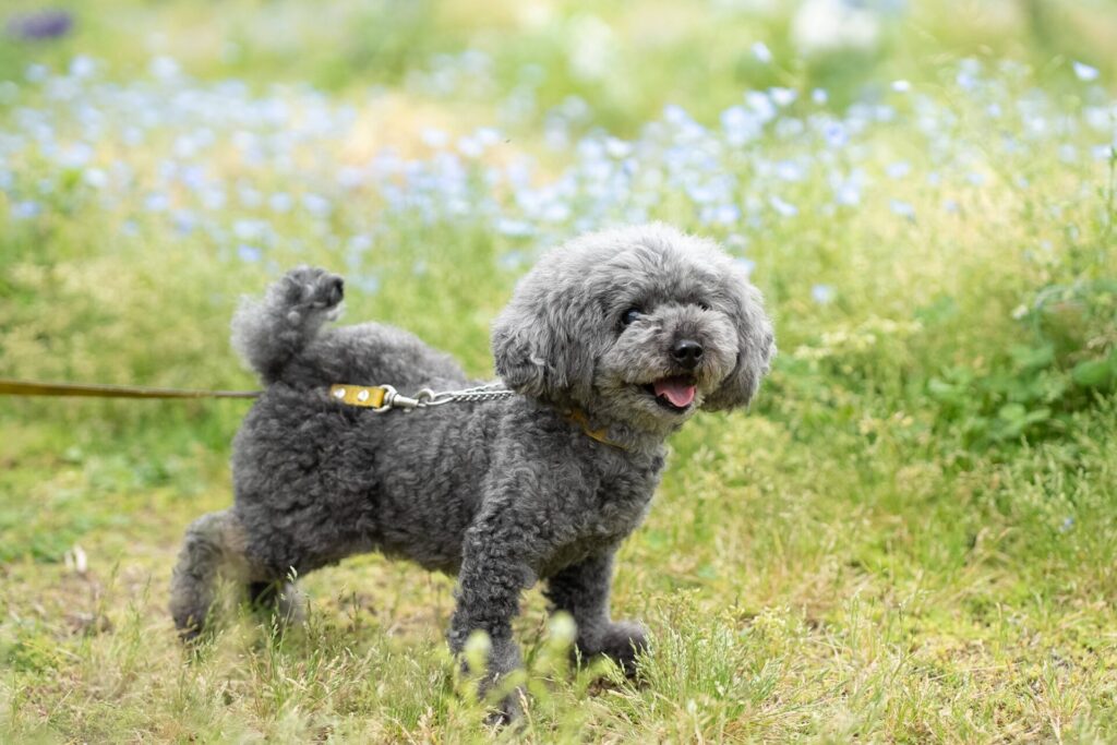 犬　撮影