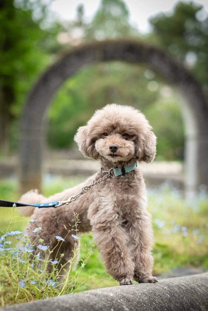 犬 撮影
