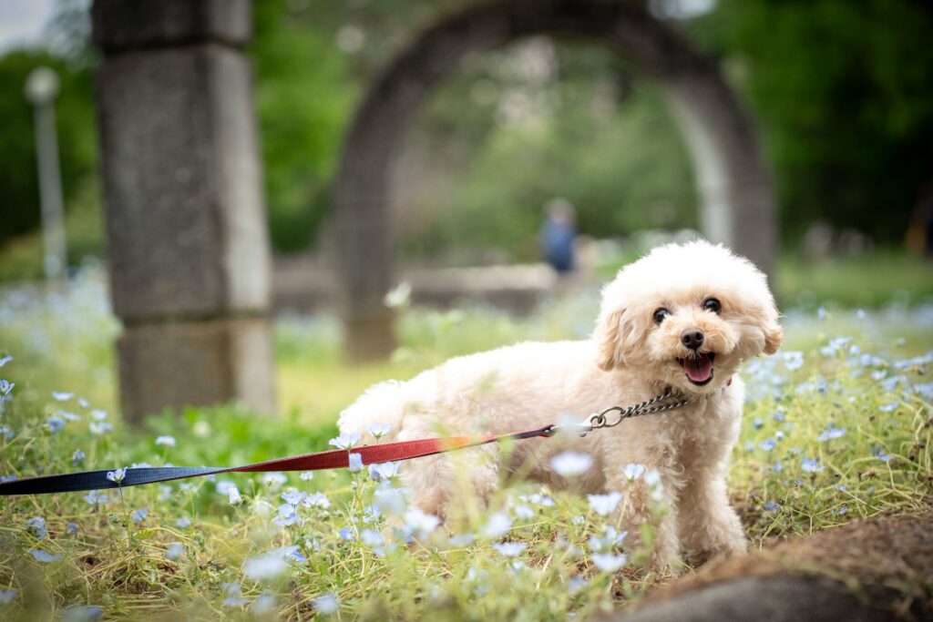 犬 撮影