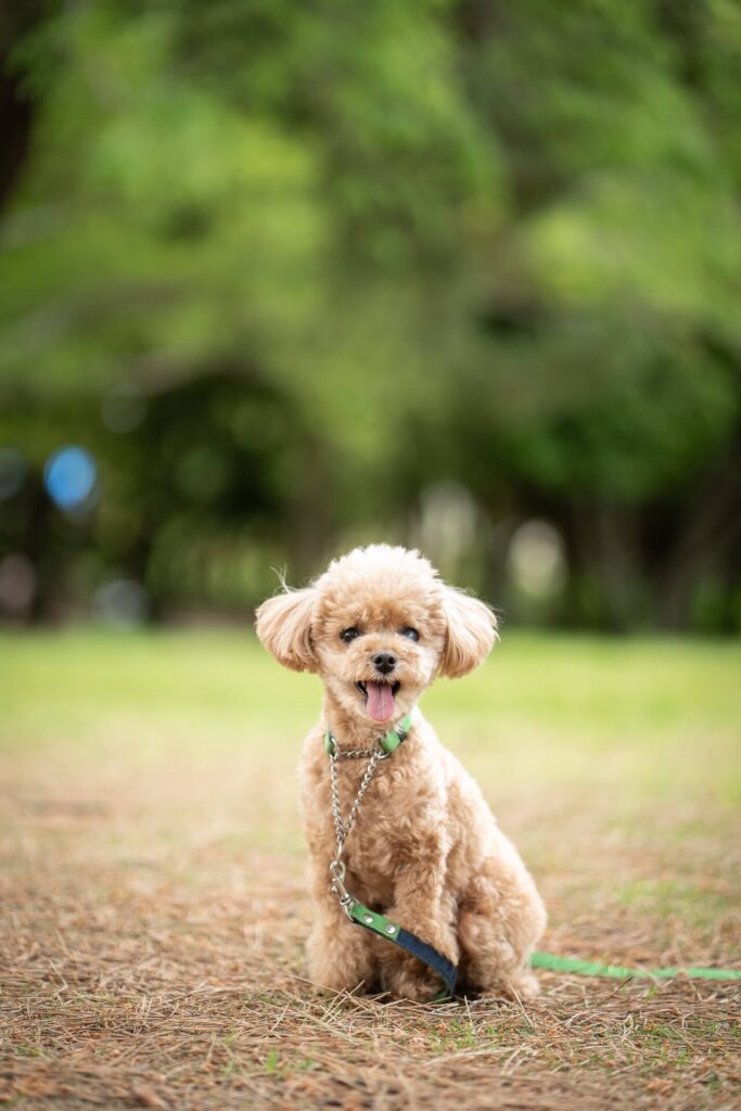 犬 家族写真