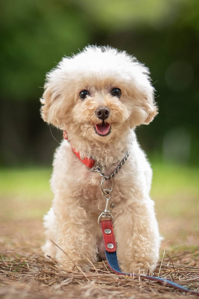 犬 撮影