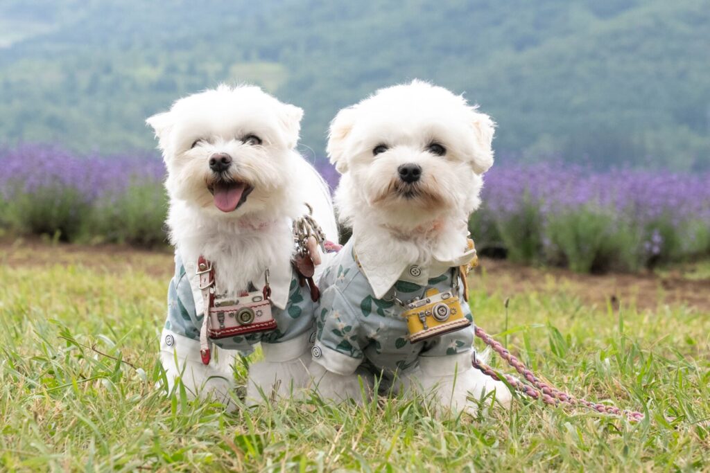 かなやま湖　ロケーション　ペット
