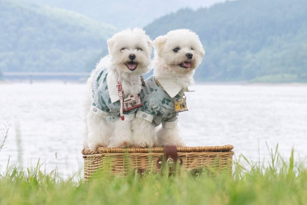 かなやま湖　ロケーション　ペット