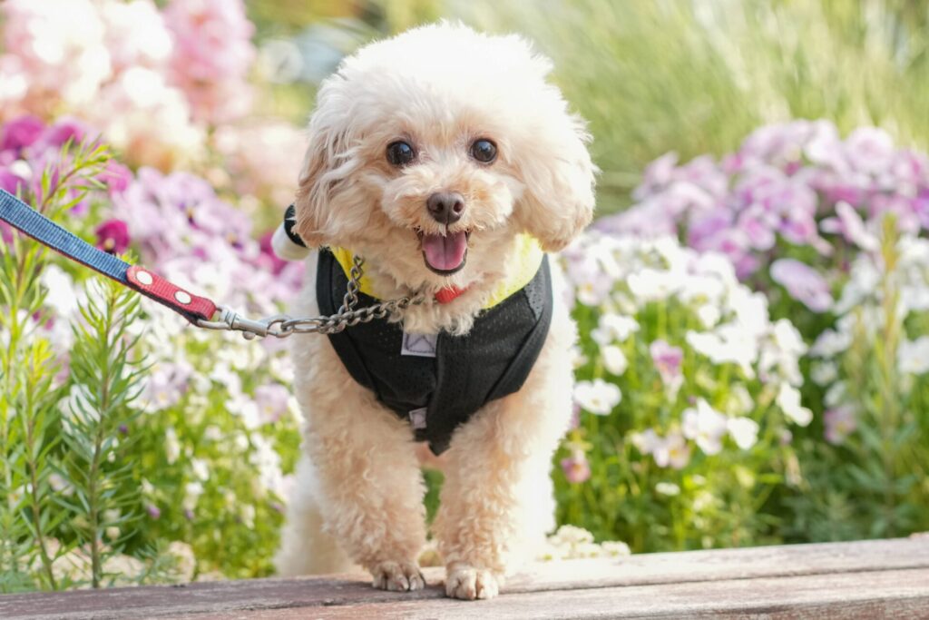ペット 家族撮影