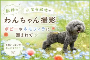 トイプードル 撮影