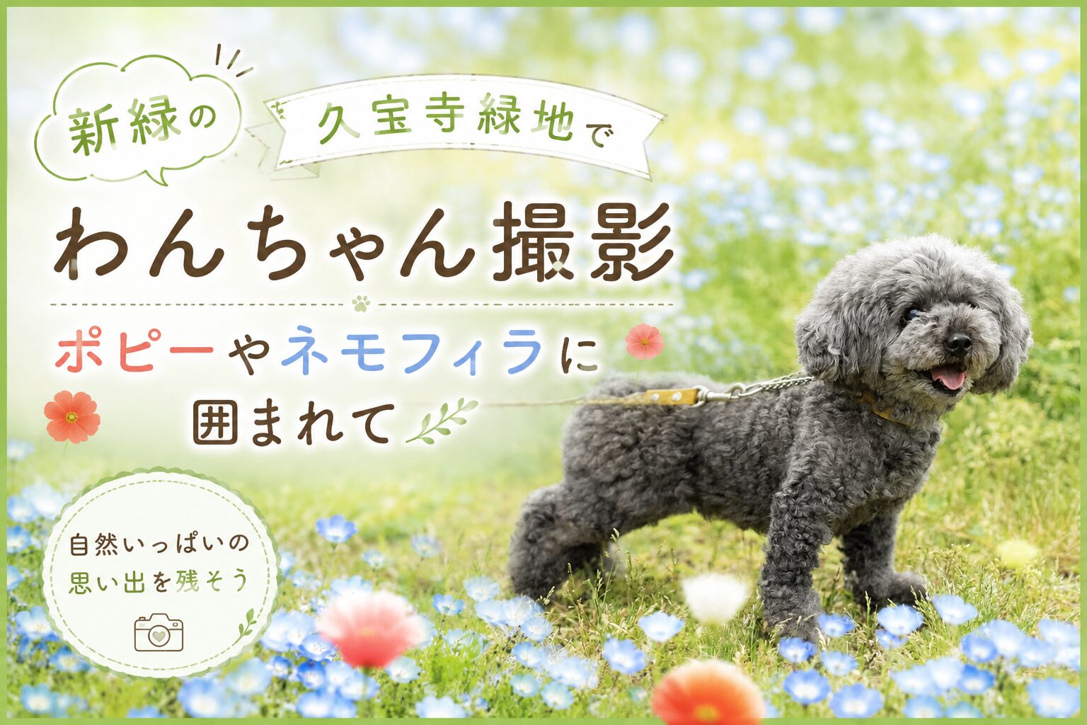 トイプードル　撮影